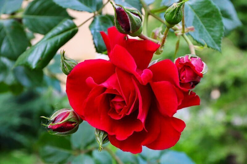 В Крыму вывели 100 сортов декоративных роз