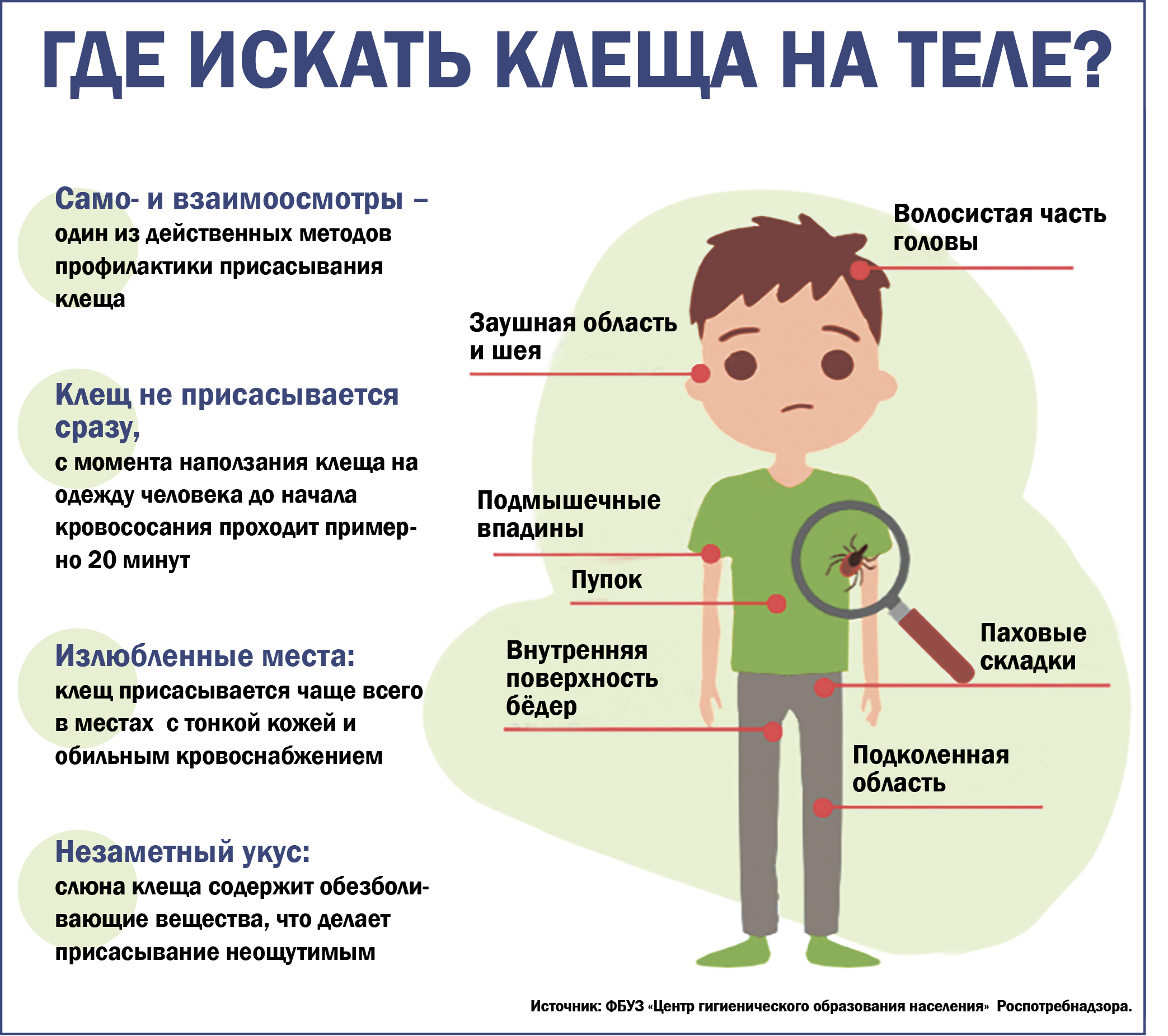 Излюбленные места клещей на теле человека