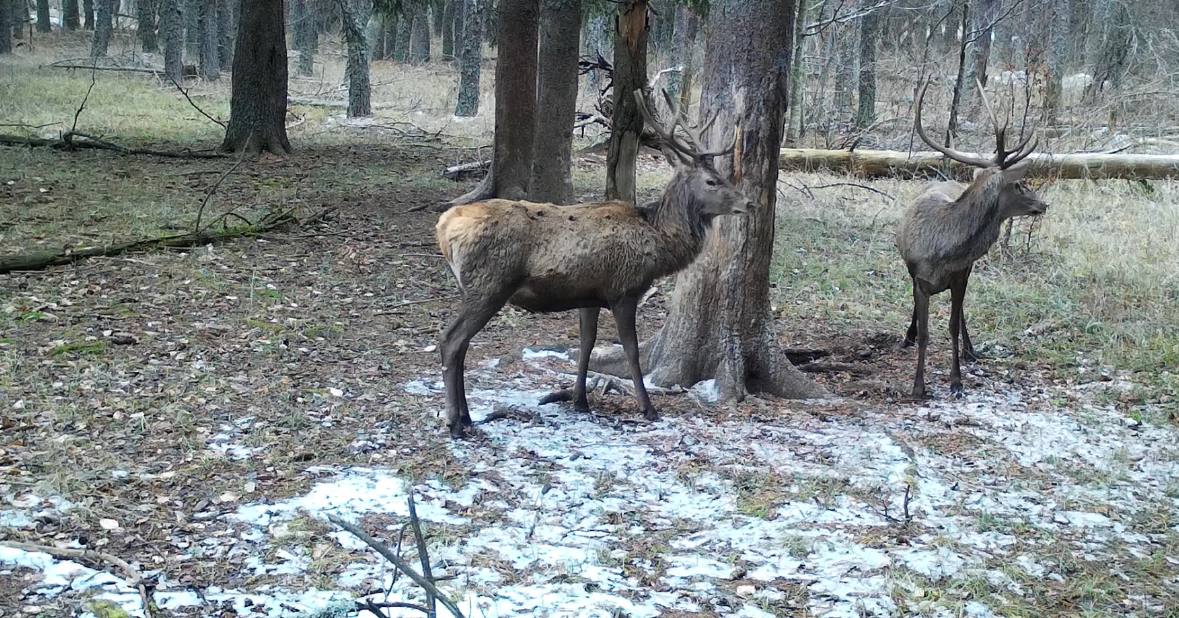 В заповедниках Крыма начался сезон зимней подкормки животных