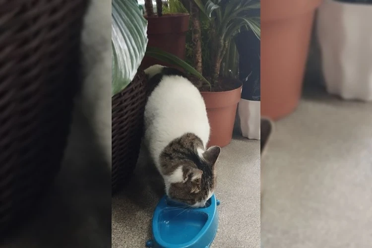 В Крыму у кошки Муси из «Ласточкиного гнезда» обнаружили проблемы со здоровьем