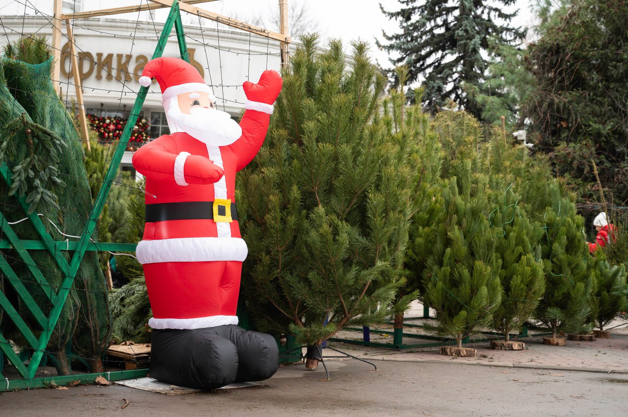 Как выбрать лучшую новогоднюю ёлку и не принести в дом паразитов