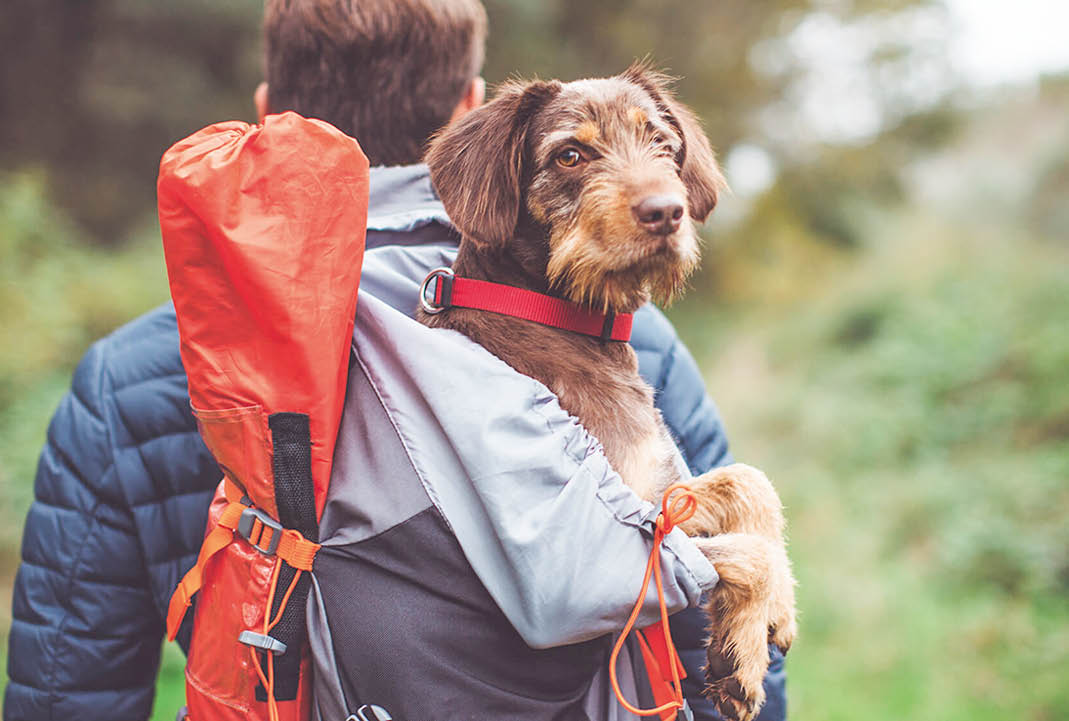 Какие породы собак выбирают люди: рейтинг Российской кинологической федерации