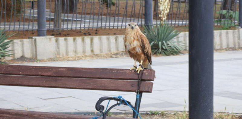 Под защитой закона: как менялась ответственность за жестокое обращение с животными и какие штрафы грозят за это сегодня