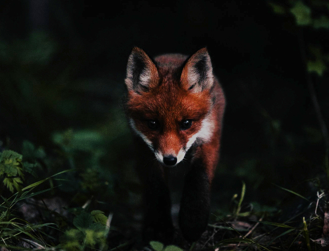 Угроза из леса: почему в Крыму участились случаи бешенства и кто в главной группе риска