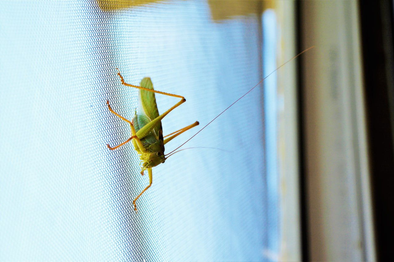 Саранча под контролем: в Крыму стартовали осенние обследования сельхозугодий