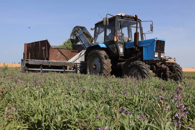 Сбор лекарственного шалфея начался в Крыму