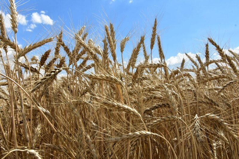 Результат слаженной работы: крымские хлеборобы намолотили миллион тонн зерна