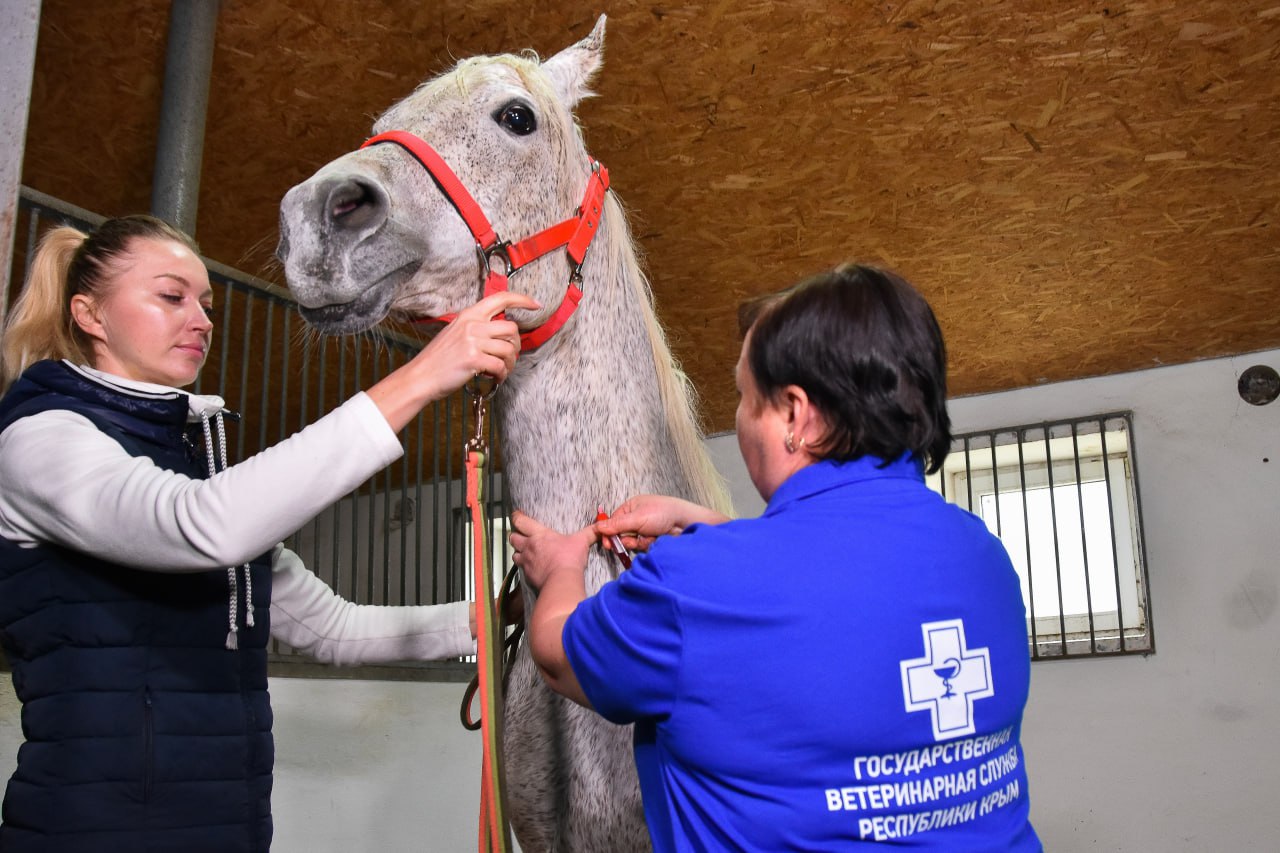 В Крыму вакцинируют почти 2,5  тысячи лошадей