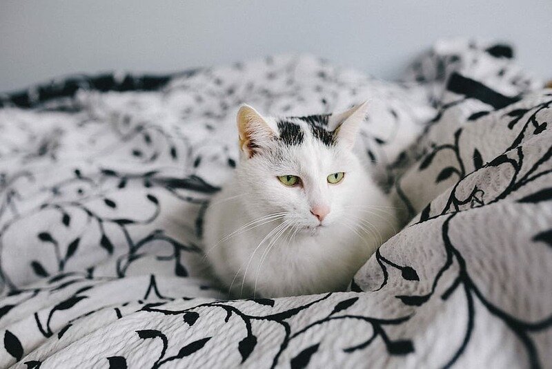 Кого можно заводить аллергику и как быть, если аллергическая реакция возникла на живущего дома питомца