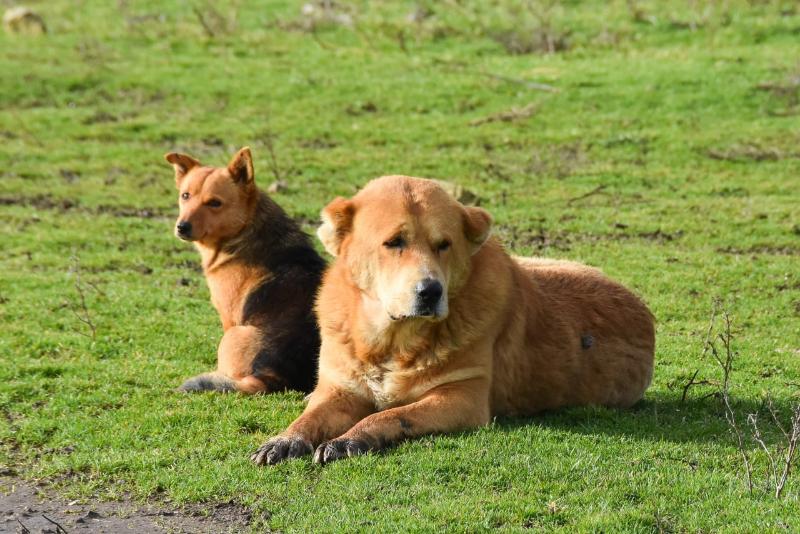 В Крыму среди домашних животных выявлено два случая бешенства