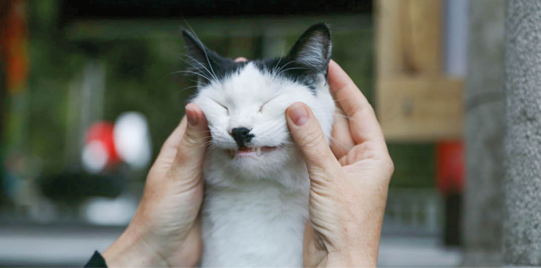 Кошки-компаньоны и интеллектуалы: как выбрать для себя идеального питомца