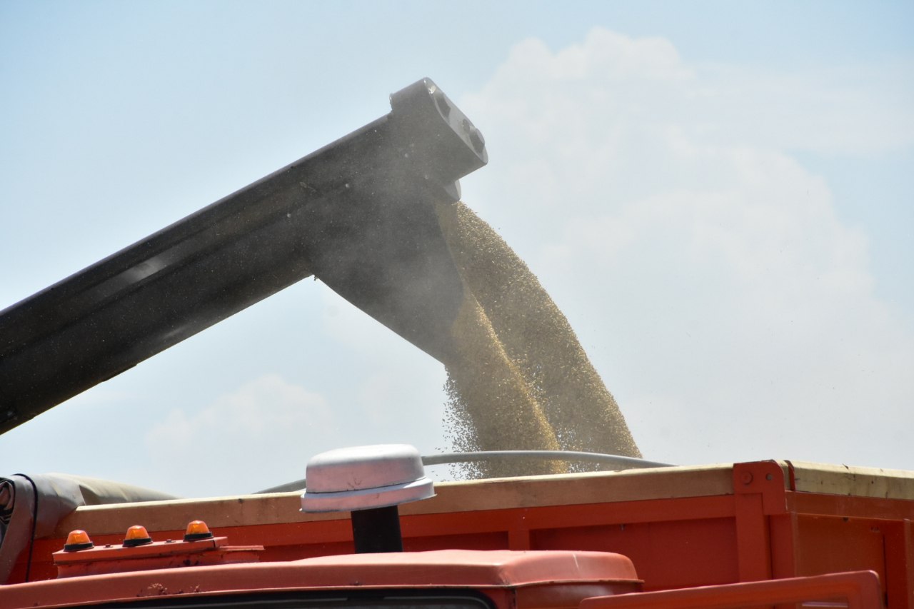 В Крыму проверили качество более 170 тысяч тонн пшеницы 