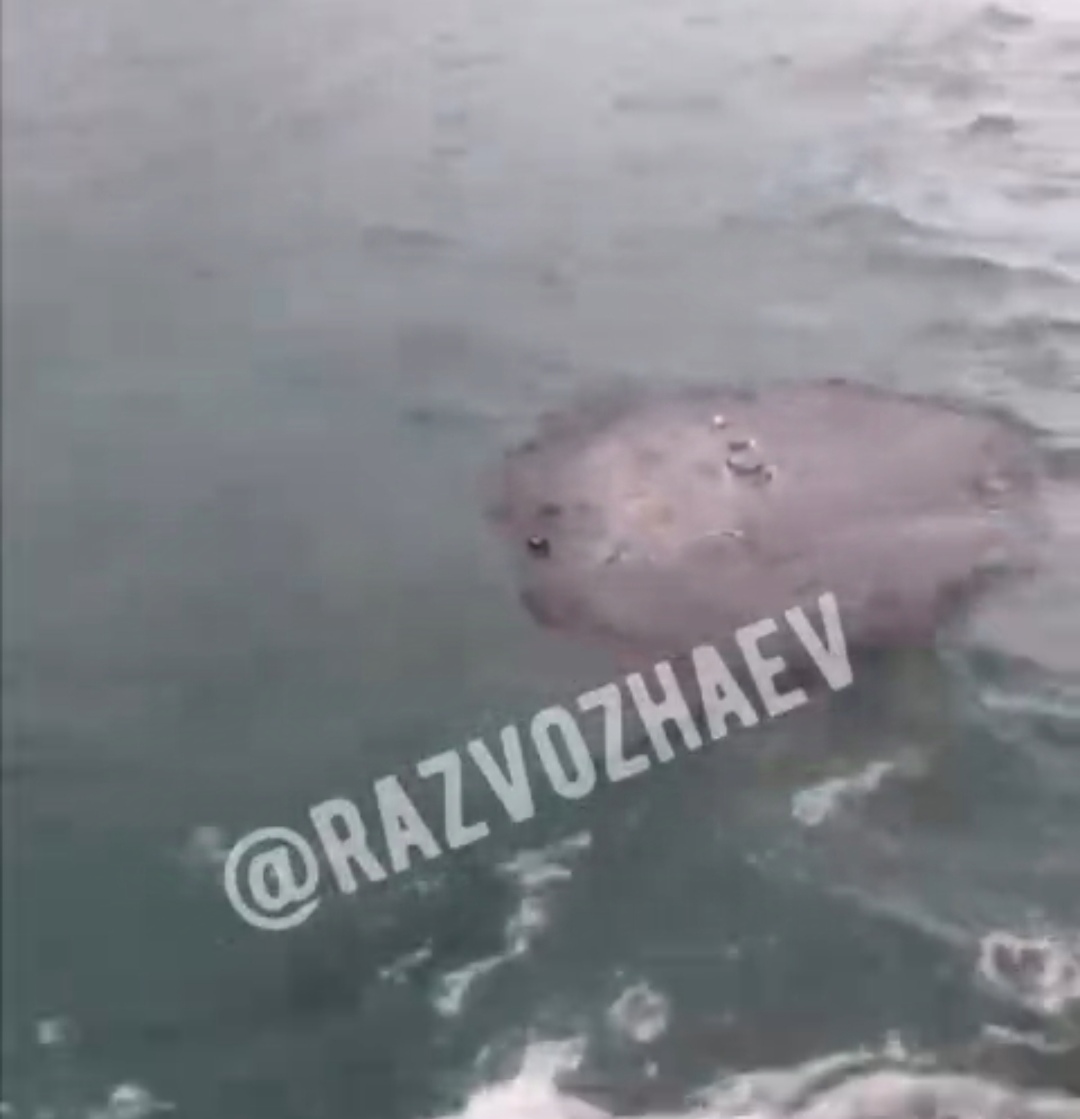 Мазутное пятно обнаружили в Севастополе