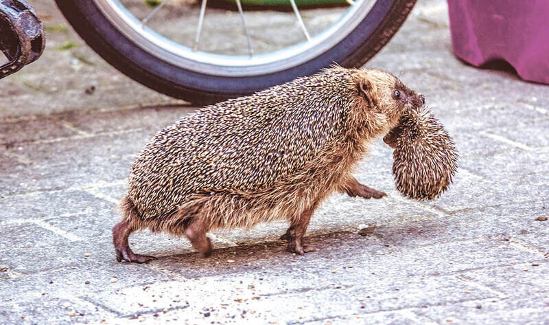 «Точка управления»: почему многие животные переносят детёнышей за шкирку