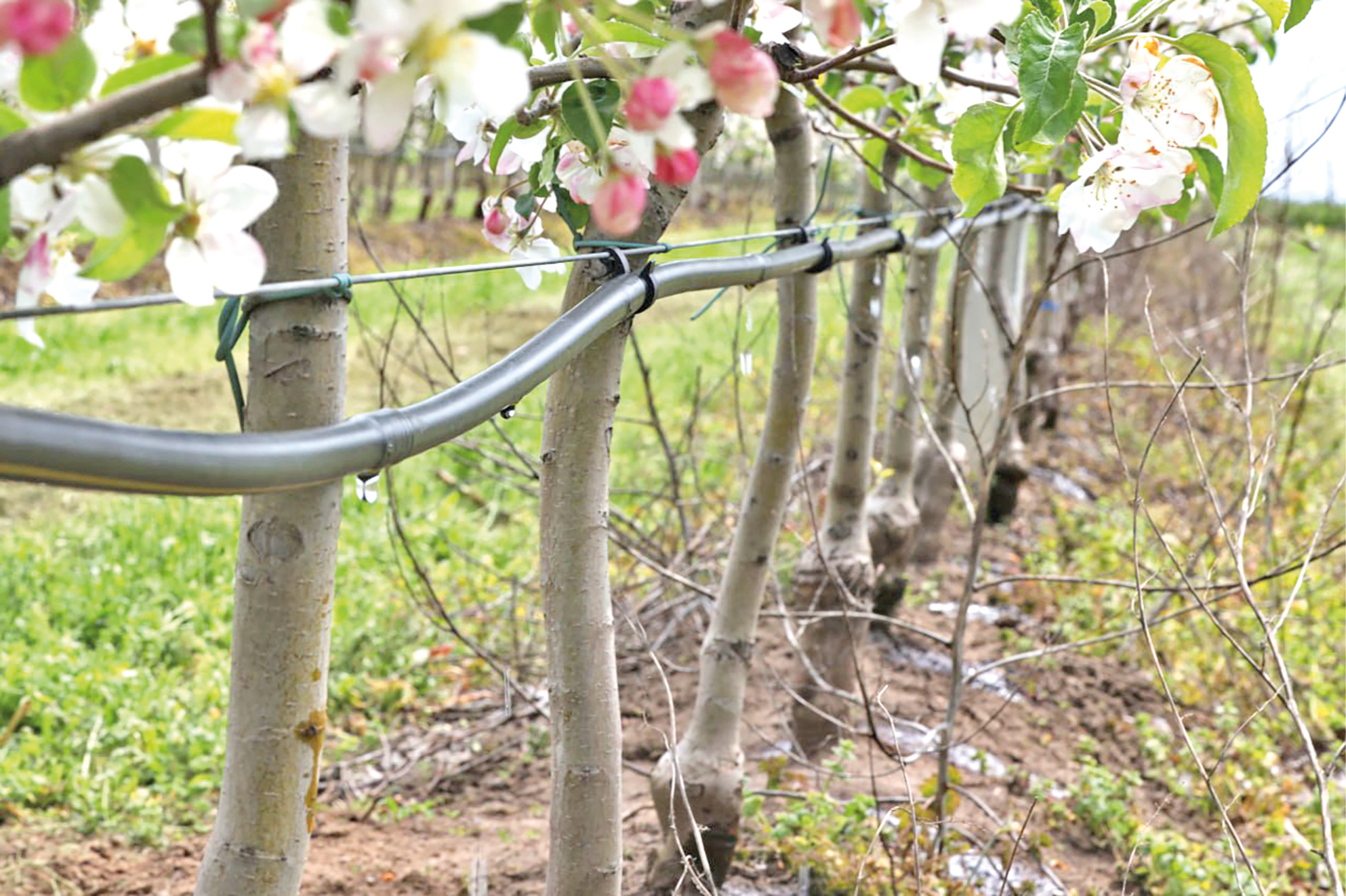 Капельное орошение, фертигация и пруды на участках: как крымские аграрии увеличивают площади орошения