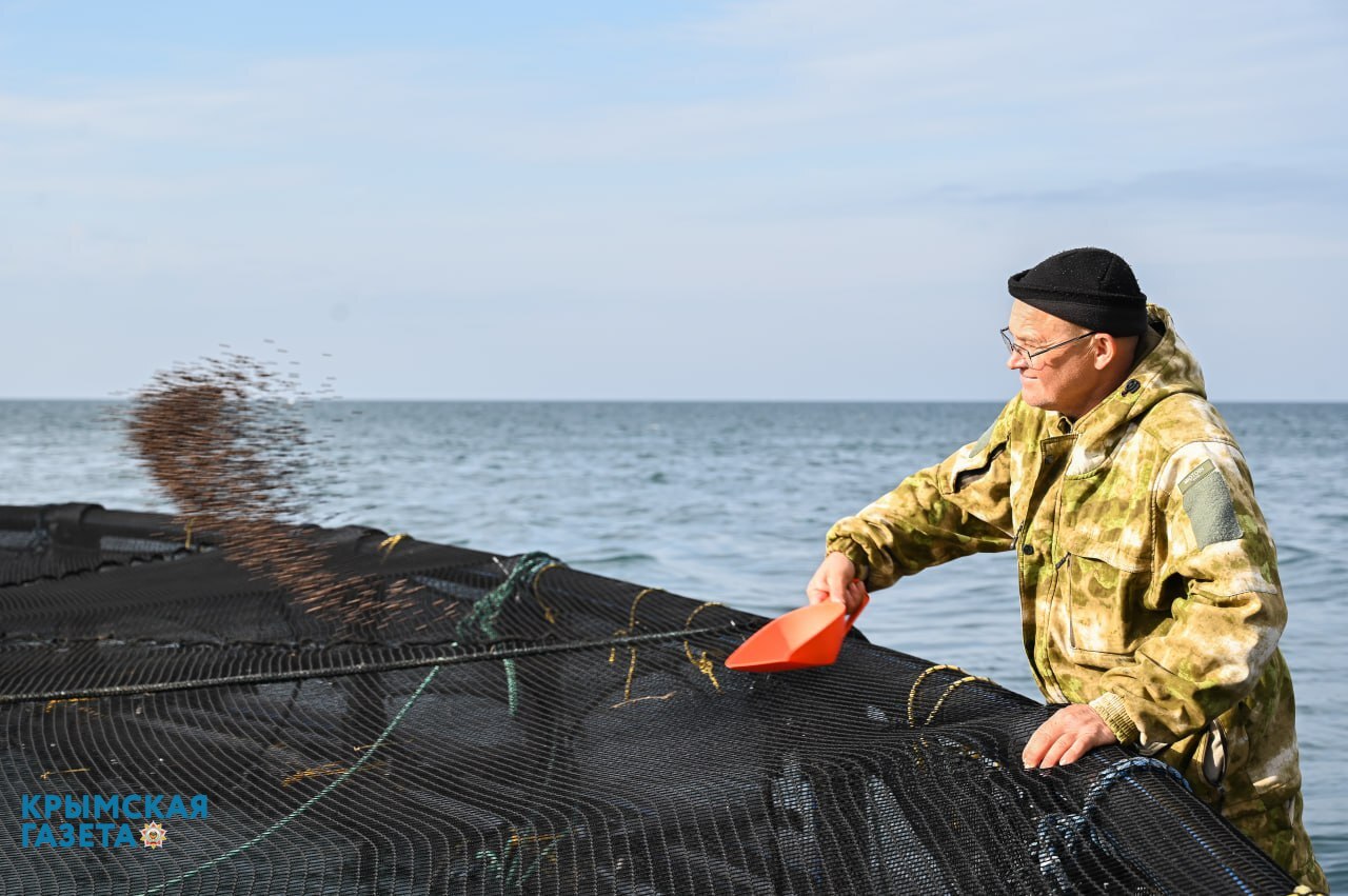 Более 600 тонн "радужной" форели вырастили в Крыму за полгода