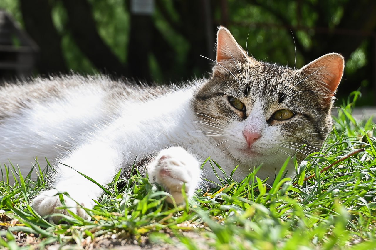 Погода в Крыму 16 июля: днём до +36