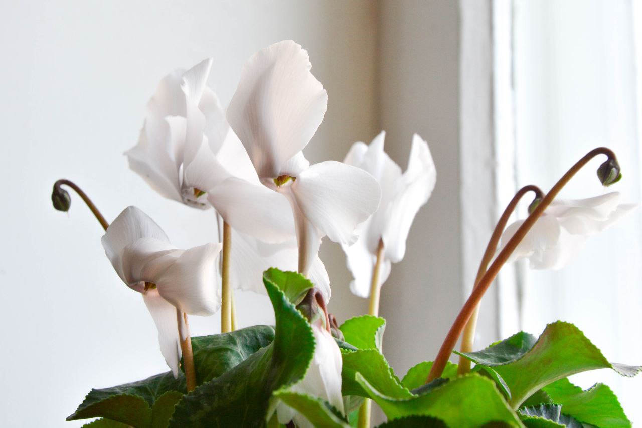 Зимнее меню для комнатных цветов: как правильно подкармливать растения