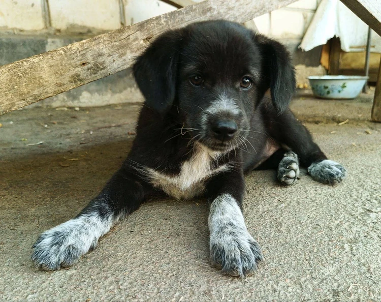 Волонтёры из Крыма спасают животных в зоне спецоперации