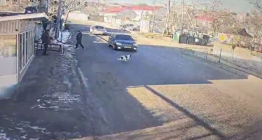 Из-за игрового пса в Крыму столкнулись две машины