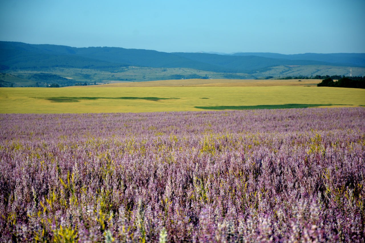 Улучшение пищеварения и поддержка иммунной системы: какие крымские травы лечат не хуже таблеток