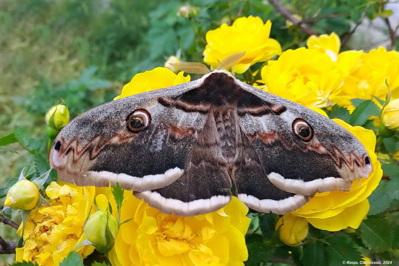 В Крыму нашли самую большую в Европе бабочку