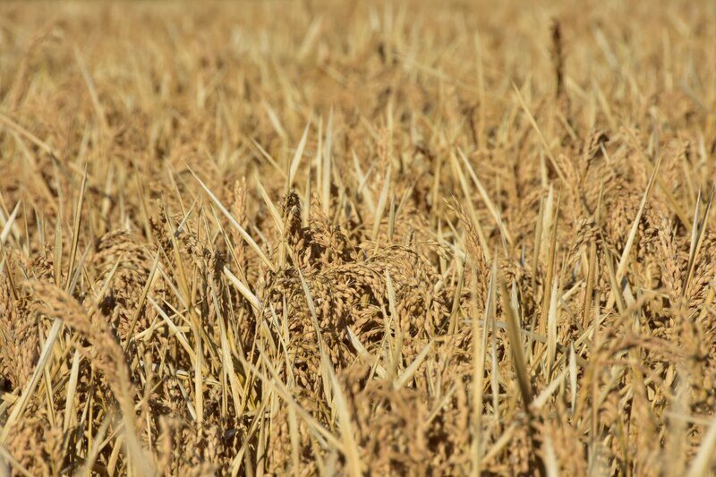В Крыму могут увеличить площадь орошаемых для рисоводства земель