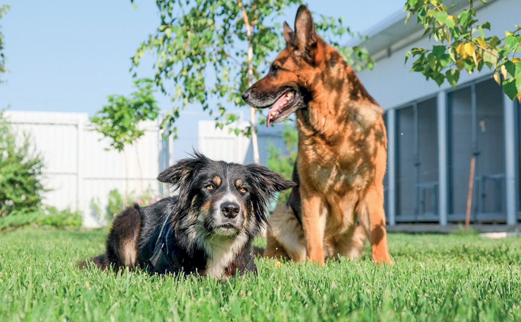 Как правильно выбрать вторую собаку и наладить отношения между животными
