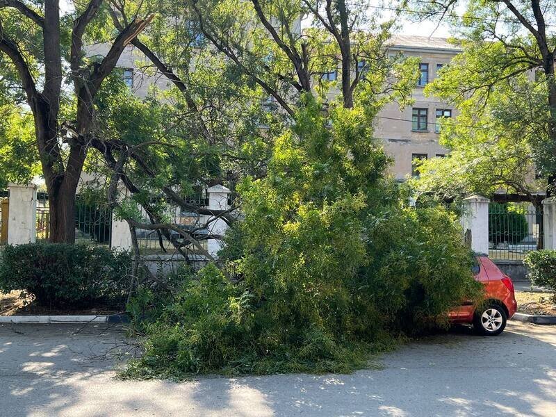 В Симферополе на машину упало дерево