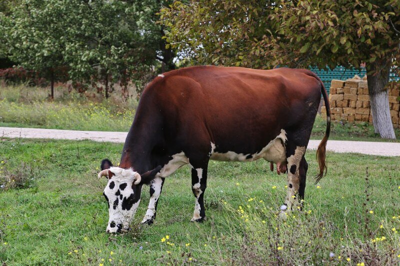 Эксперт объяснил, почему мраморная говядина имеет такое название