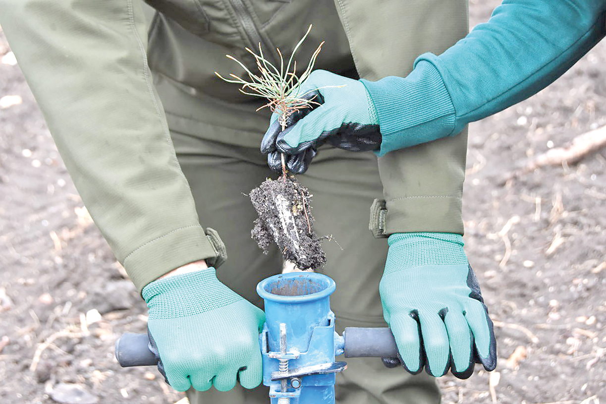 Обратимся в правоохранительные органы: Аксёнов предупредил чиновников об ответственности за гибель зелёных насаждений