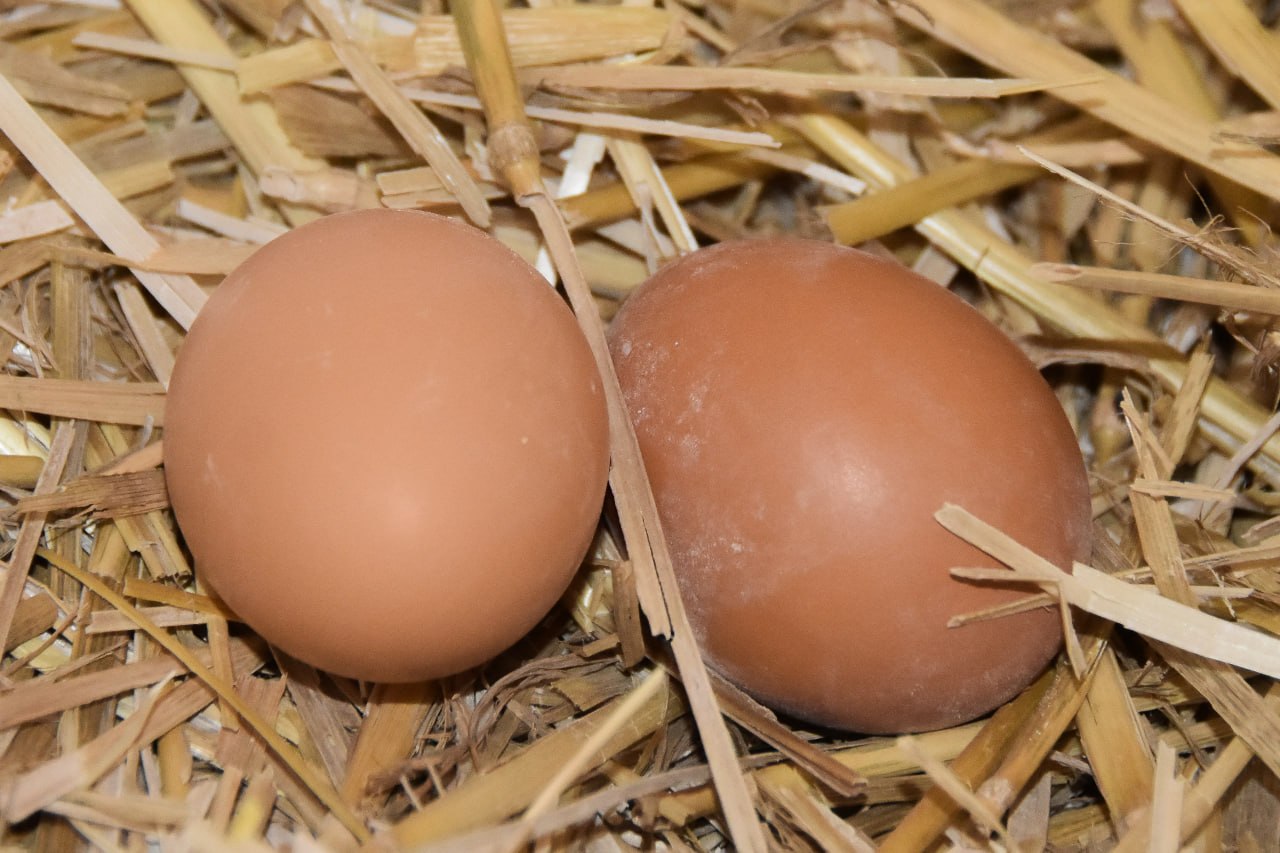 Вкусные, но опасные: какие болезни могут передаваться через куриные яйца