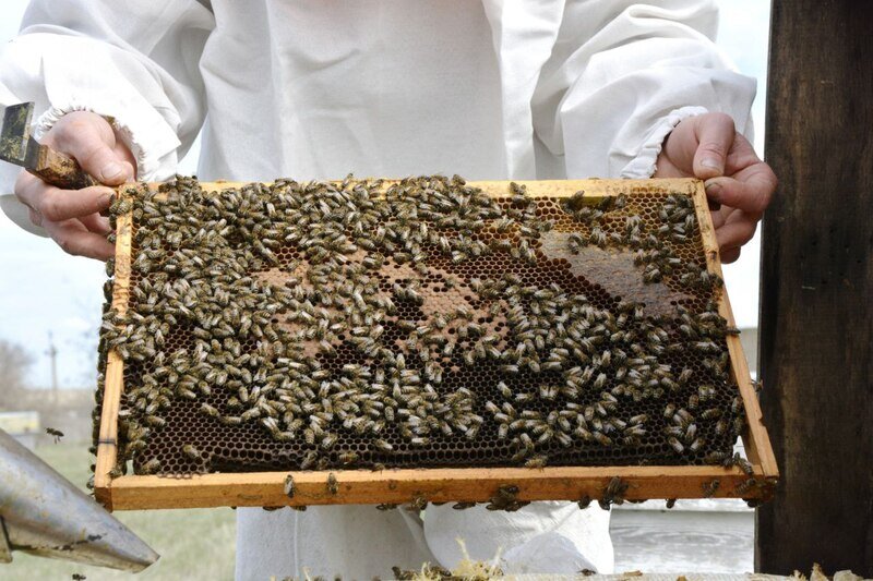 Как исследуют пчёл на наличие инфекций и проверяют качество мёда - фото