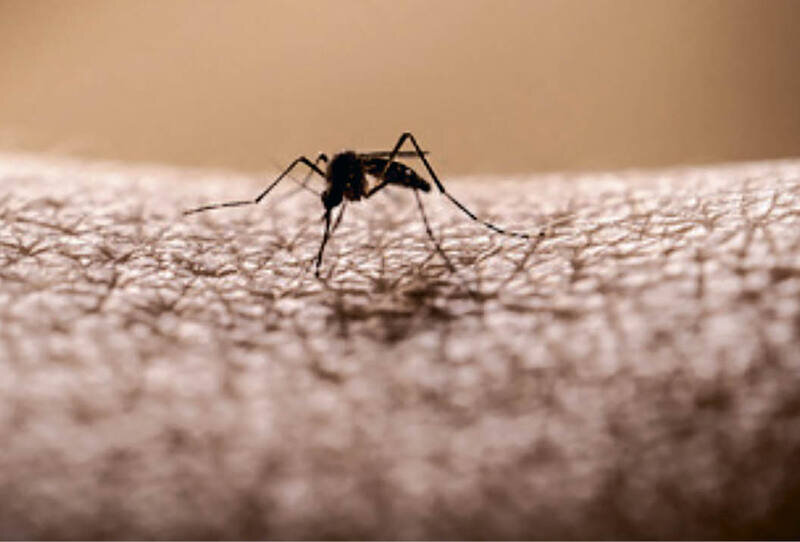 Писк сезона: кого чаще всего атакуют комары