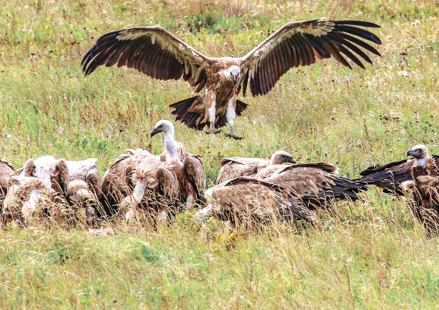 Как в Крыму спасают находящихся под угрозой исчезновения птиц