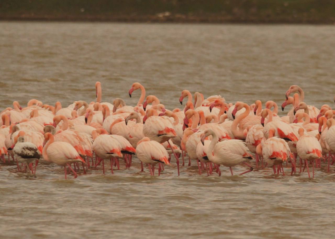 В Крым прилетела стая розовых фламинго