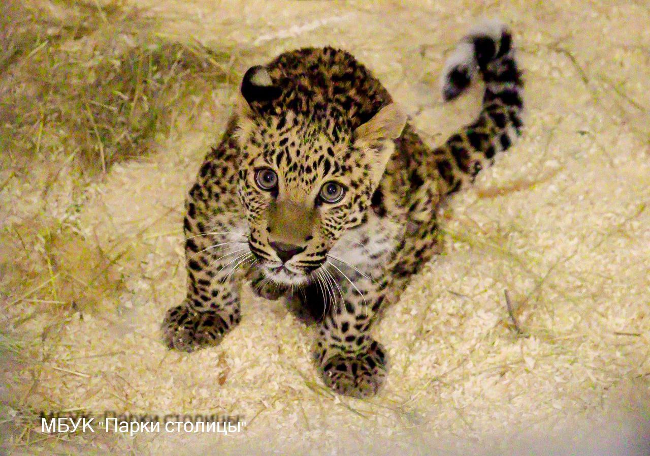 В Симферополе появился леопард