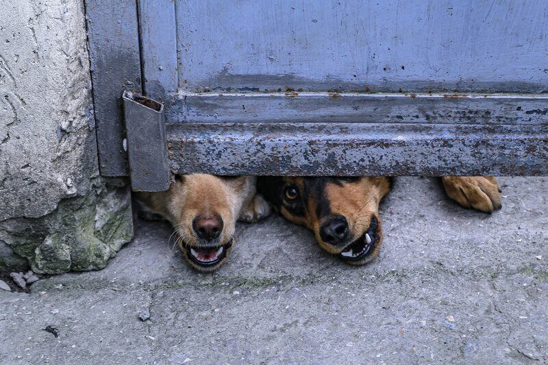 В Крыму бесплатно вакцинируют от бешенства 180 тысяч собак и кошек