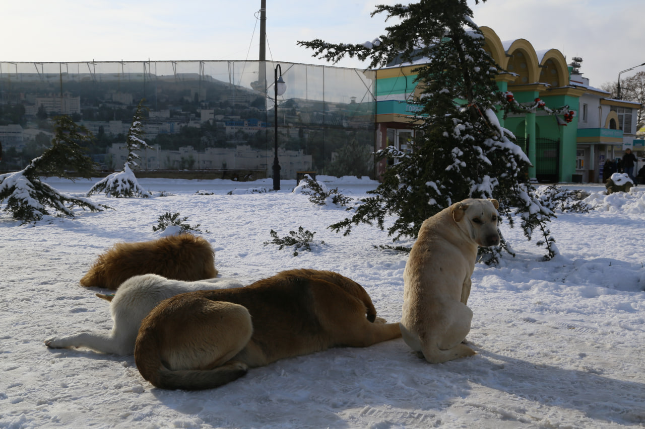 Усыпить после 30 дней содержания в приюте: что думают эксперты о новом законопроекте о бездомных животных