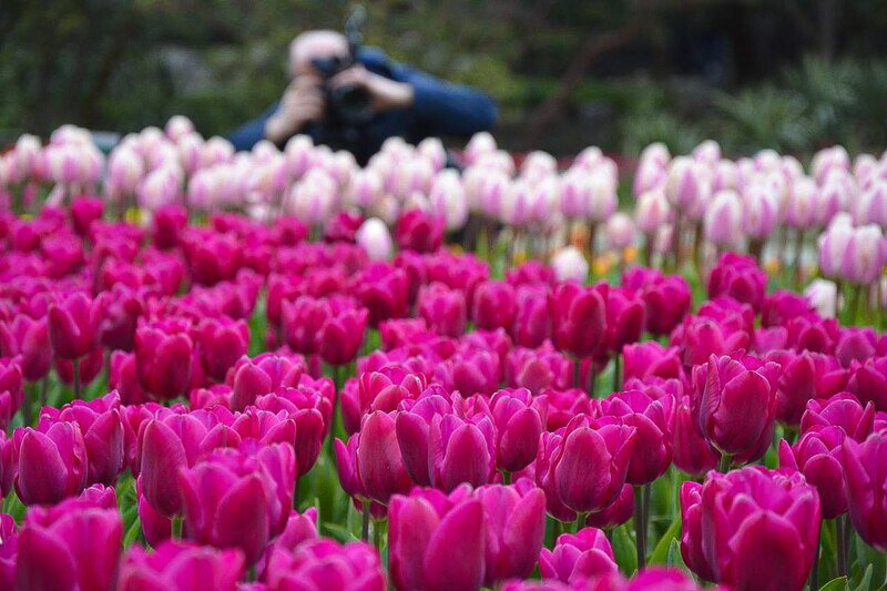 Парад тюльпанов начался в Никитском ботсаду - фото