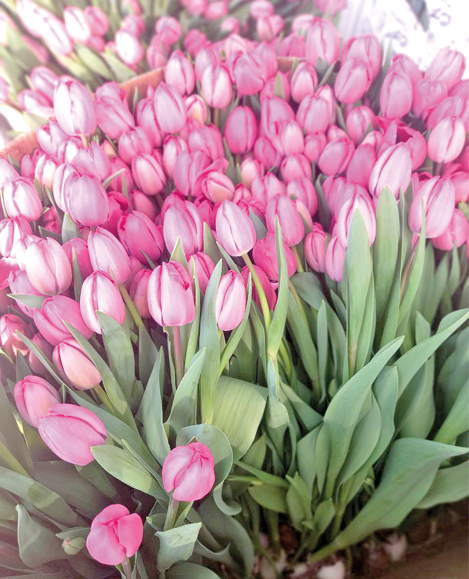 Как в Крыму выращивают миллионы тюльпанов к 8 Марта