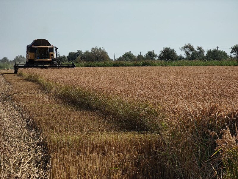 В Крыму стартовала уборка риса