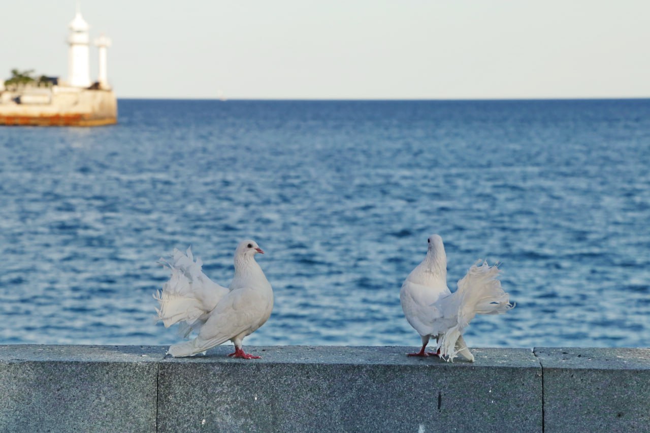Правда ли, что слоны боятся мышей и как почтовый голубь  находит дорогу домой: рубрика интересных фактов