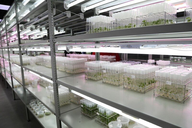 Противораковый фитопрепарат из оливы: как работает биотехнологическая лаборатория в Крыму