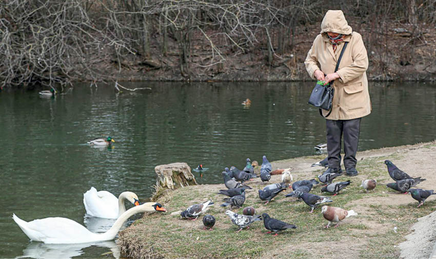 Угощения для пернатых: чем нельзя кормить птиц зимой