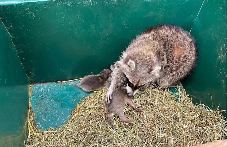 Уникальная история енота, эвакуированного из Херсона в Крым