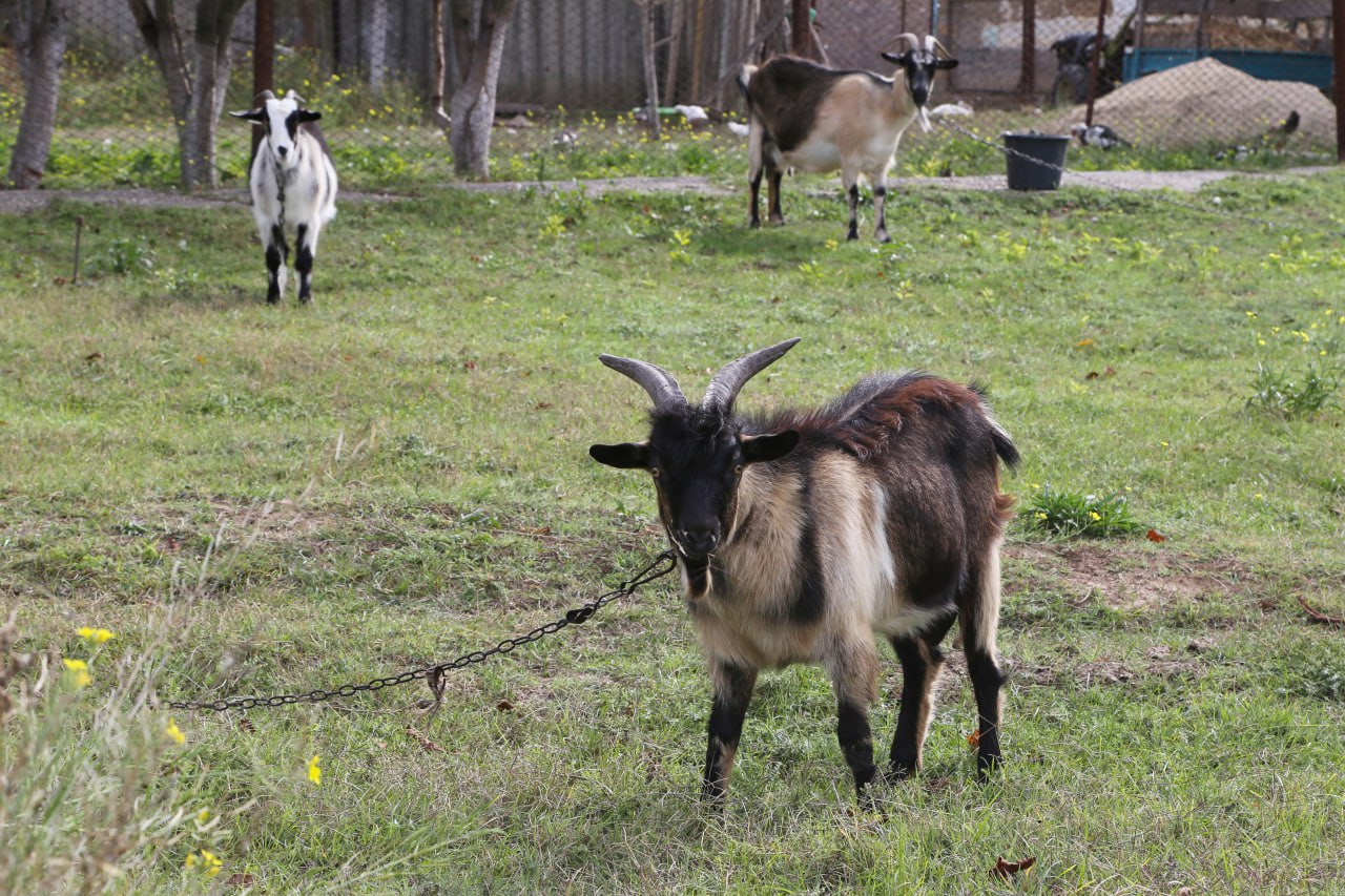 Зачем козлу борода и почему рыба бывает красная и белая: рубрика интересных фактов