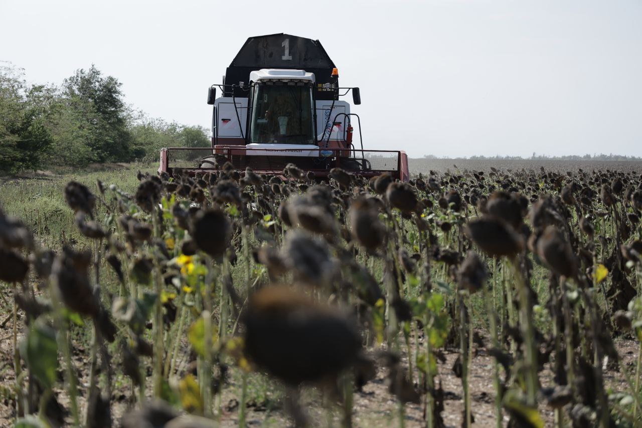Крымские аграрии приступили к массовой уборке подсолнечника