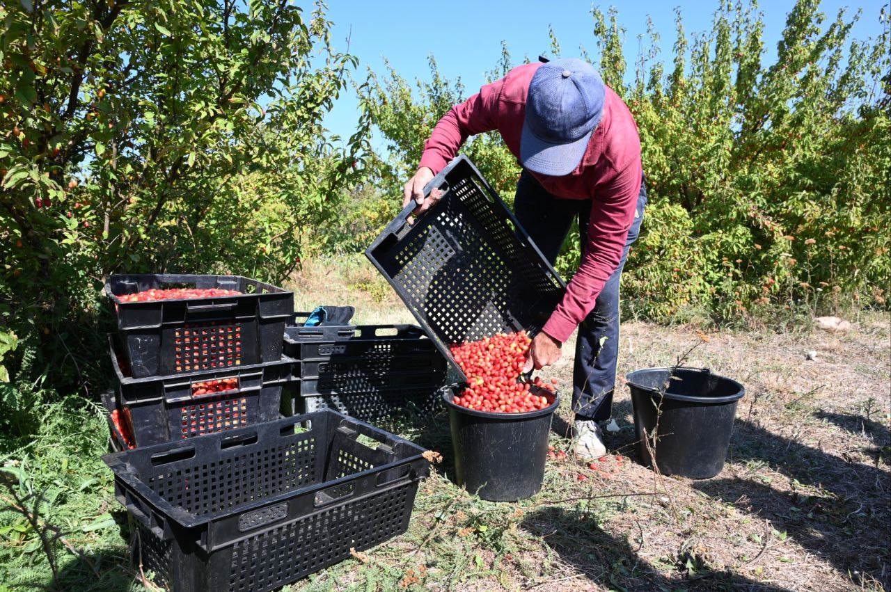 В Крыму на две недели раньше приступили к уборке кизила
