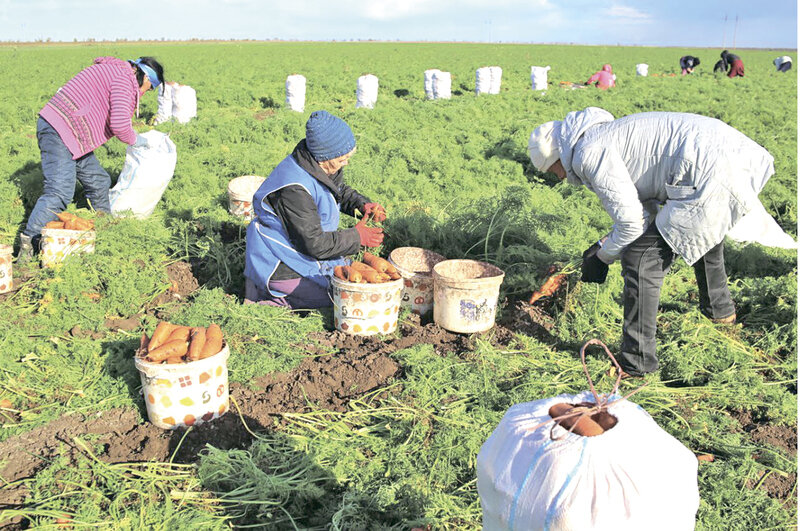 Запасы на зиму: как в Крыму собирают овощи «борщевого набора»